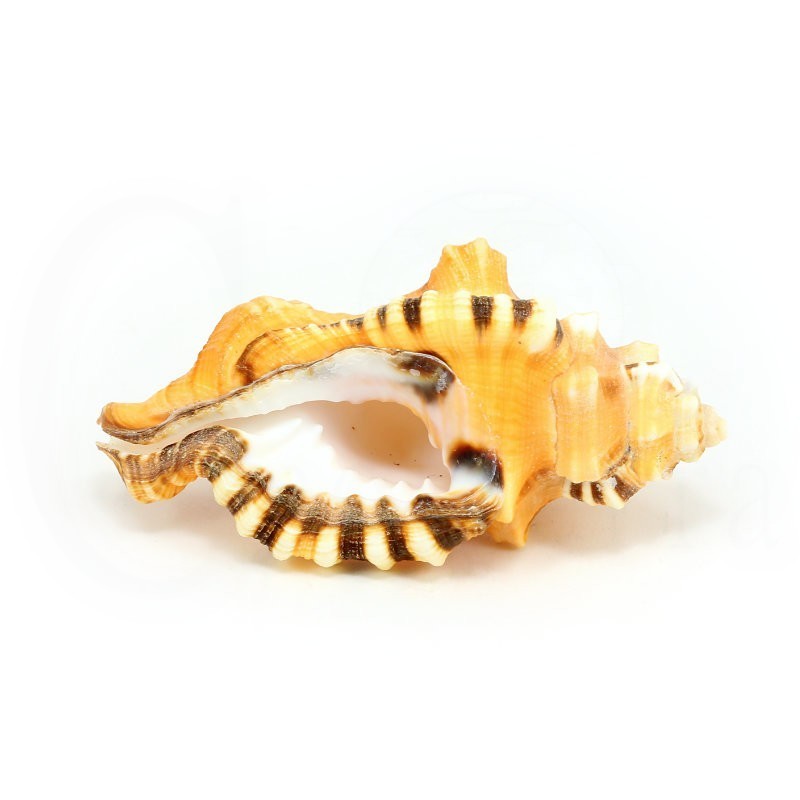 concha coleccion cymatium lotorium