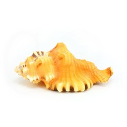 concha coleccion cymatium lotorium