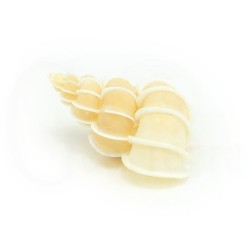 concha coleccion epitonium scalare
