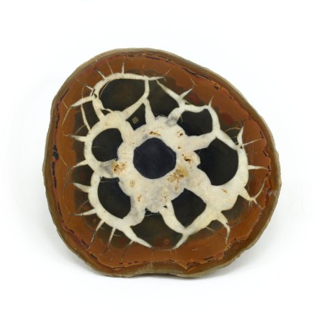 septaria marruecos