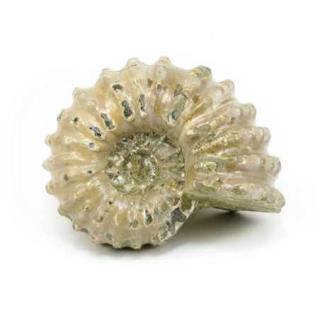 ammonites fosil