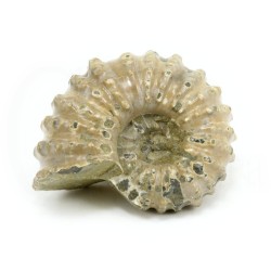 ammonites fosil