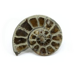 ammonites fosil piritizado
