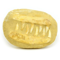 dientes fosil enchodus