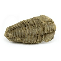 trilobites fosil