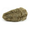 trilobites fosil