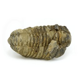 trilobites fosil