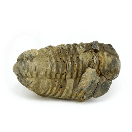 trilobites fosil