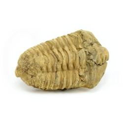 trilobites fosil