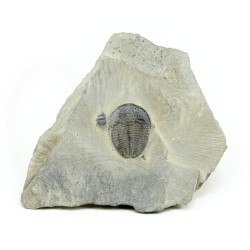 fosil trilobites elrathia