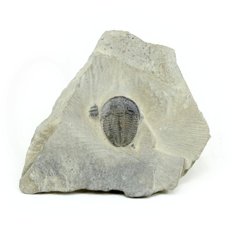 fosil trilobites elrathia fosil trilobites elrathia