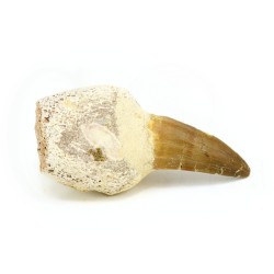 colmillo mossasaurus fosil