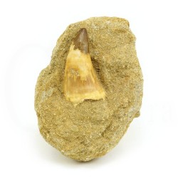 colmillo mossasaurus fosil