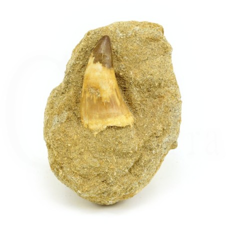 colmillo mossasaurus fosil