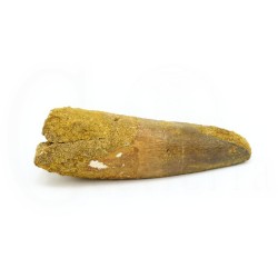 diente spinosaurus fosil