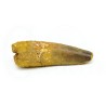 diente spinosaurus fosil diente spinosaurus fosil