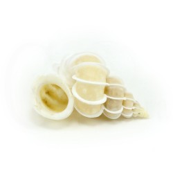 concha coleccion epitonium scalare