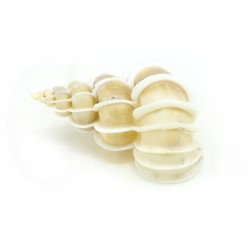 concha coleccion epitonium scalare