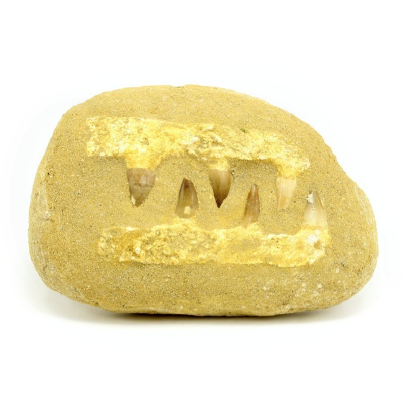 colmillos mossasaurus fosil