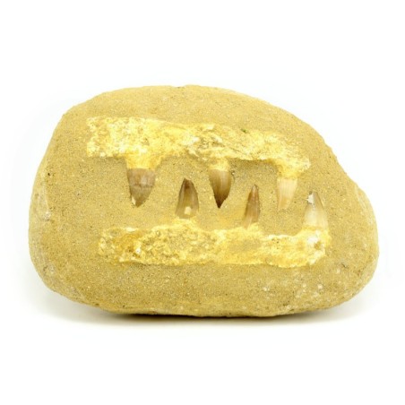 colmillos mossasaurus fosil