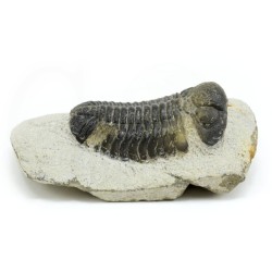trilobites fosil