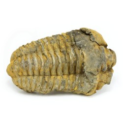 trilobites fosil