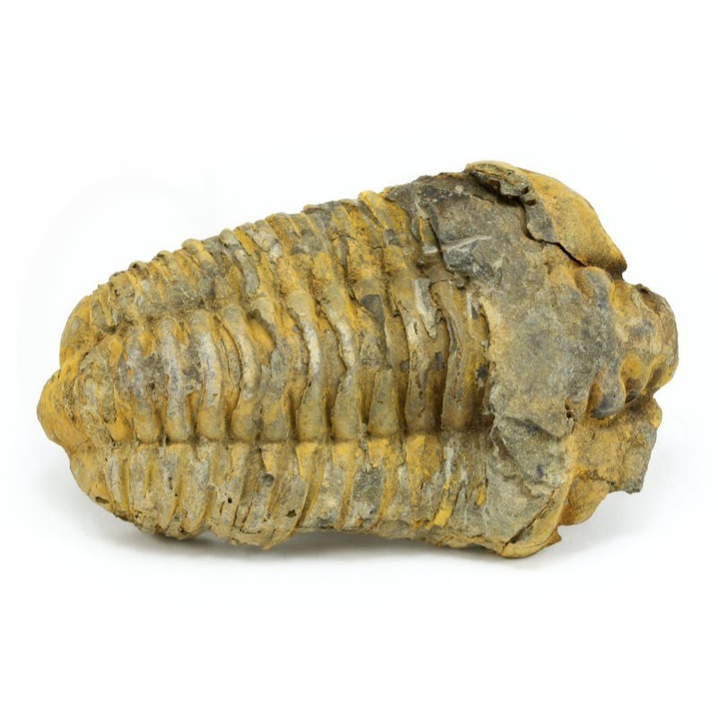 trilobites fosil