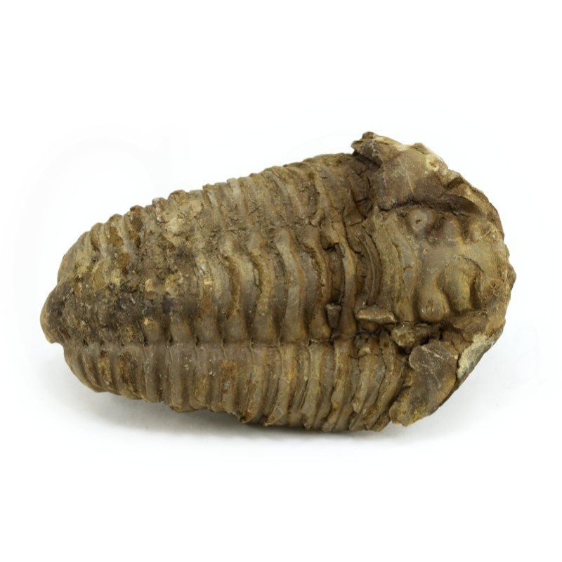 trilobites fosil