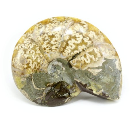 amonites fosil madagascar