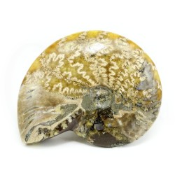 amonites fosil madagascar