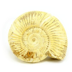 ammonites