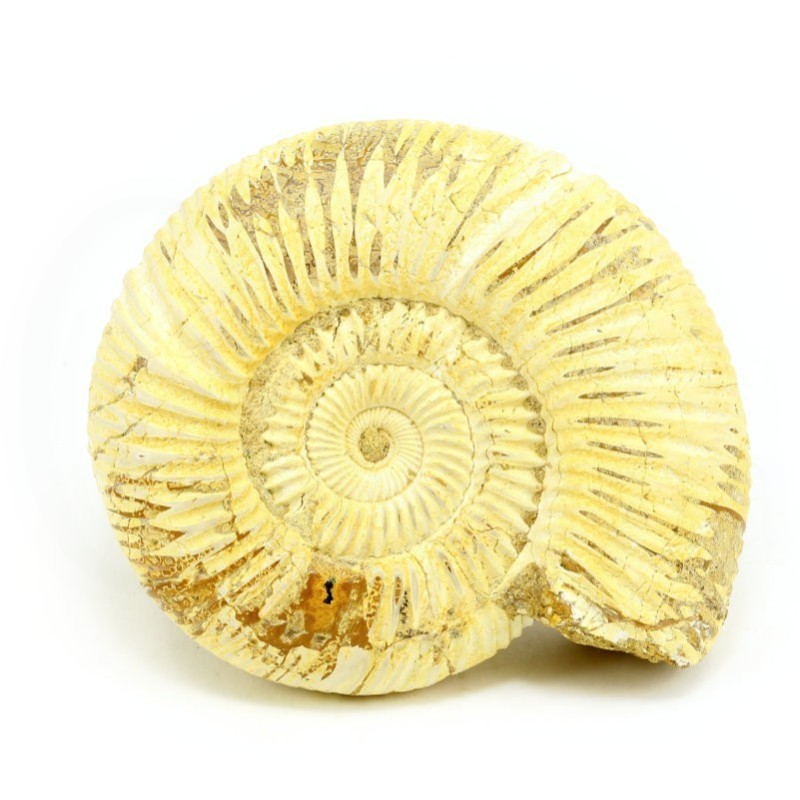ammonites