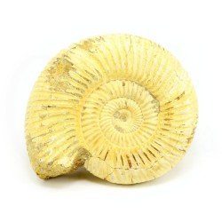 ammonites