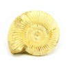 ammonites
