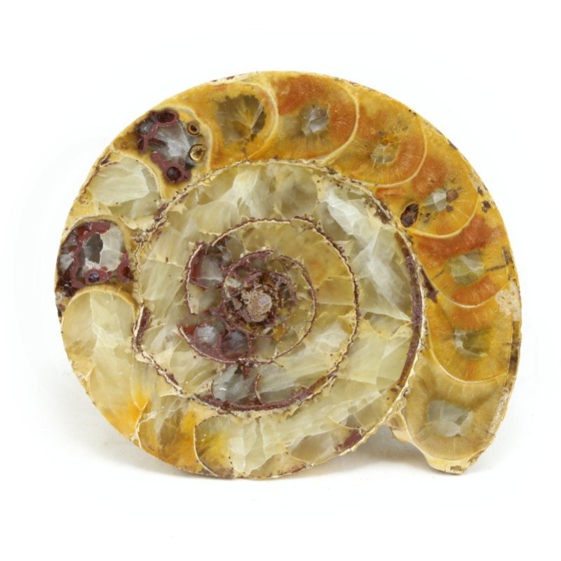 ammonites fosil seccion