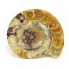 ammonites fosil seccion
