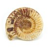 ammonites fosil seccion