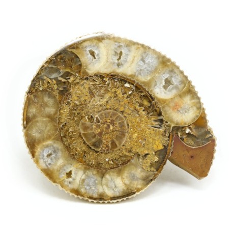 ammonites fosil seccion