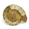 ammonites fosil seccion