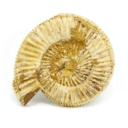 ammonites fosil seccion