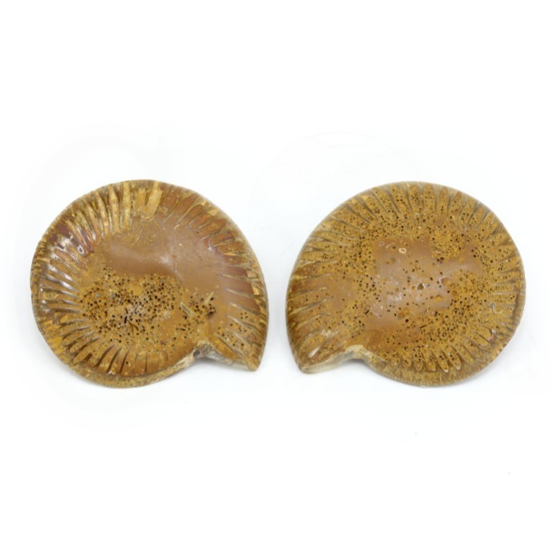ammonites seccion