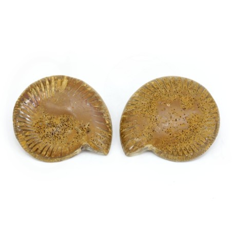 ammonites seccion