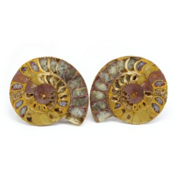 ammonites seccion