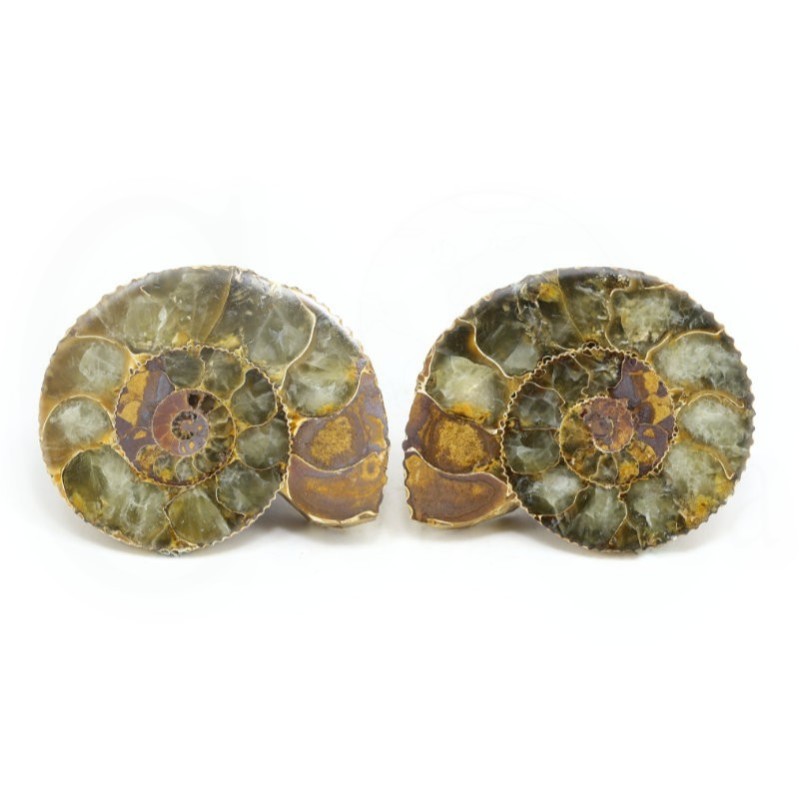 ammonites seccion