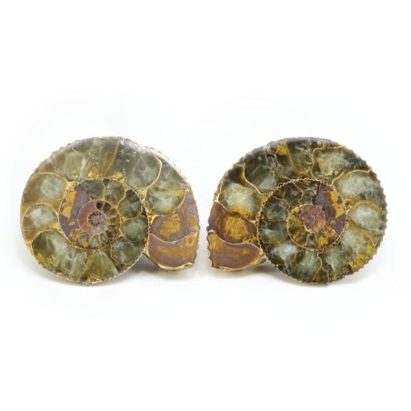 ammonites seccion