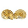 ammonites seccion