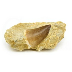 colmillo mossasaurus fosil