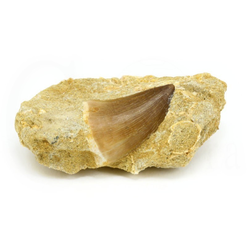 colmillo mossasaurus fosil