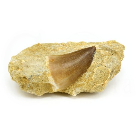 colmillo mossasaurus fosil