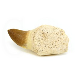 colmillo mossasaurus fosil